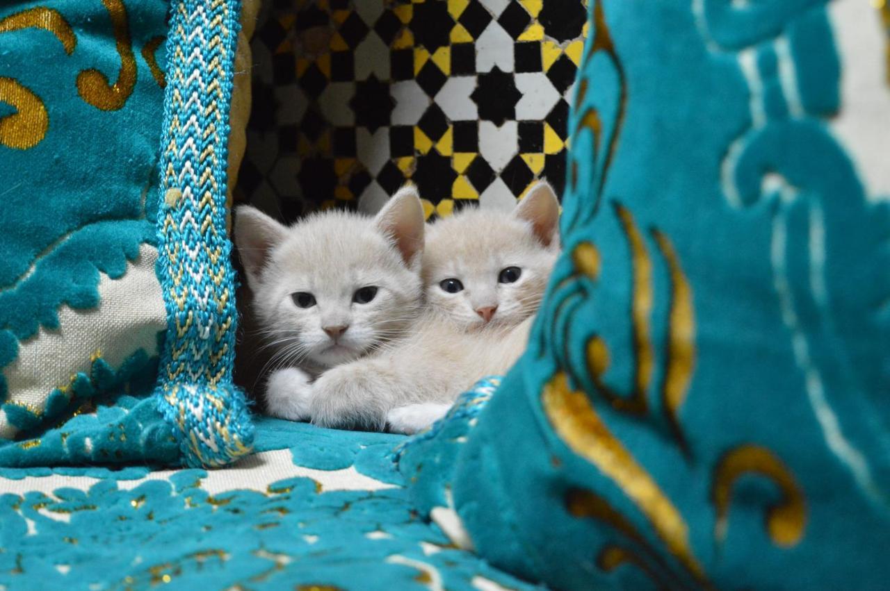 Chez L'Habitant Boueden Fez Kültér fotó